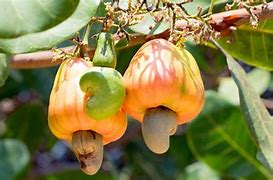Scientists develop cashew variety to counter drought.